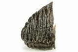 Partial Fossil Woolly Mammoth Molar - Siberia #259870-1